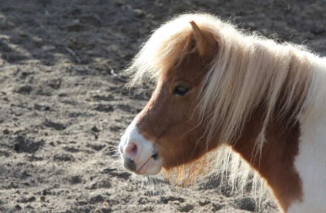  Poni para nuestro paseo a caballo 