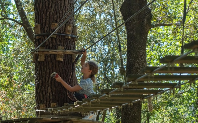 Nuestros cursos de escalada de árboles son adecuados para todos los niveles 