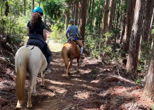  Cabalgamarra en el bosque 