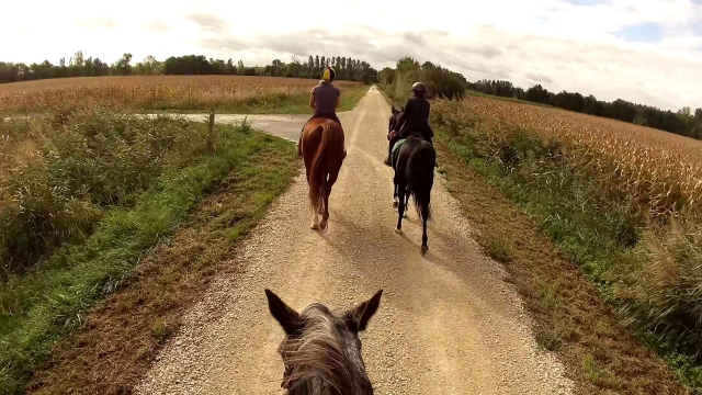 Siga al guía duranle esle paseo a caballo