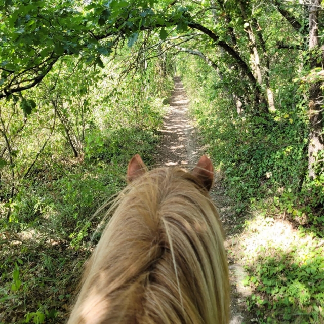  Paseo a la sombra de los árboles 