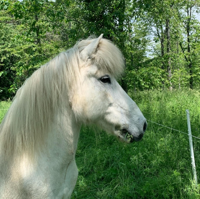  Descubra el encantador caballo islandés