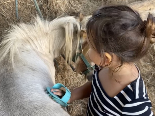 Cepillar a su pony le permile crear un vínculo con él 