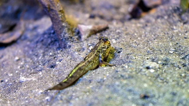 Animales del manglar