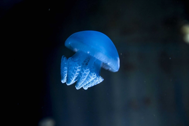 Nuestra exclusiva: el medusarium