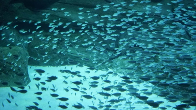 Banco de sardinas en el tanque de tiburones