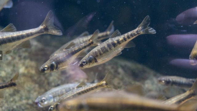 Un grupo de curiosos pececillos