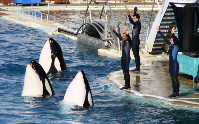  Las orcas hacen un espectáculo 