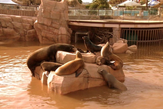  Los traviesos lobos marinos 