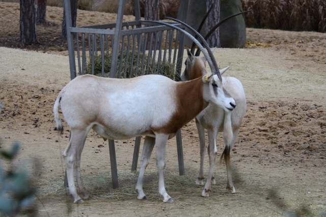  ¿Animales que no conocemos? 