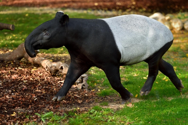Un tapir caminando 