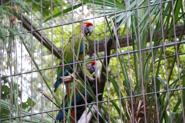  Loros verdes y rojos 