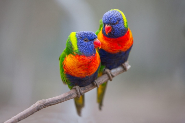  Nuestros numerosos pájaros coloridos 