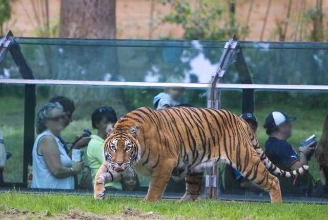  ¡A sólo unos metros de los tigres! 