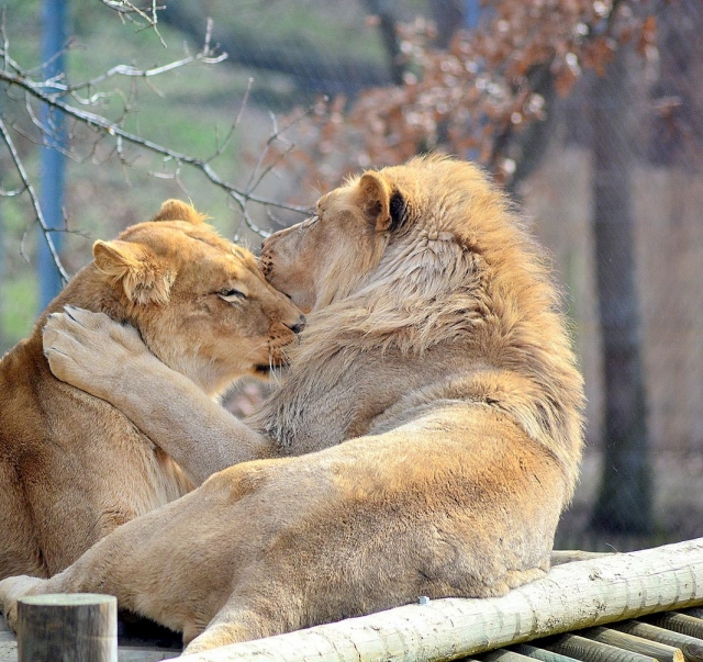  Los leones también celebran San Valentín 