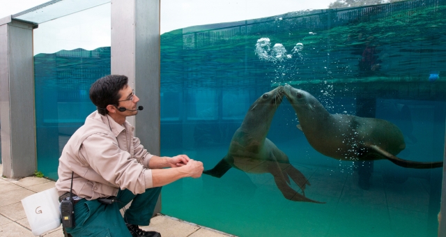  Dos leones marinos en su tanque 