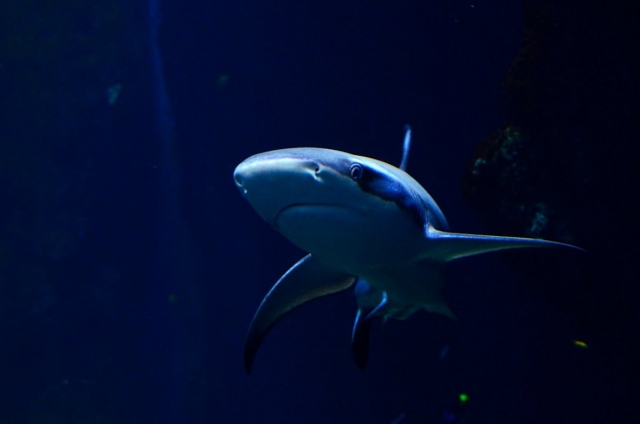 El tiburón oscuro en el acuario de Lyon