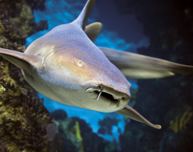 Un tiburón que le observa