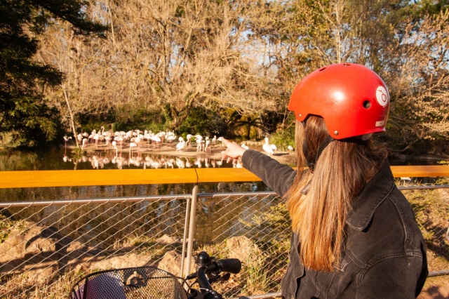  Encuentro con los flamencos rosados del zoológico