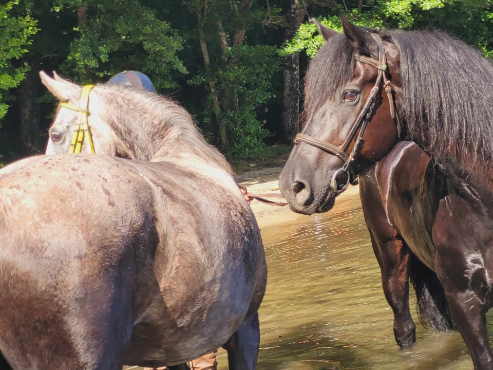 Conozca a nuestros tiernos y tranquilizadores caballos Conozca a nuestros tiernos y tranquilizadores caballos
