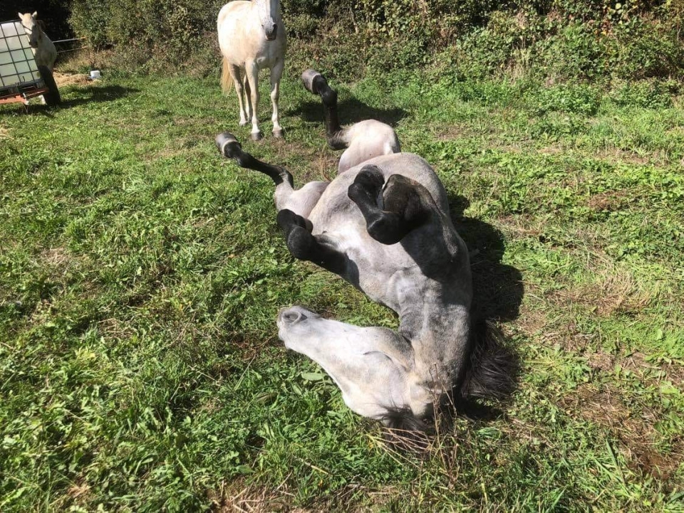 Descubre el carácter entrañable de los caballos Descubre el carácter entrañable de los caballos