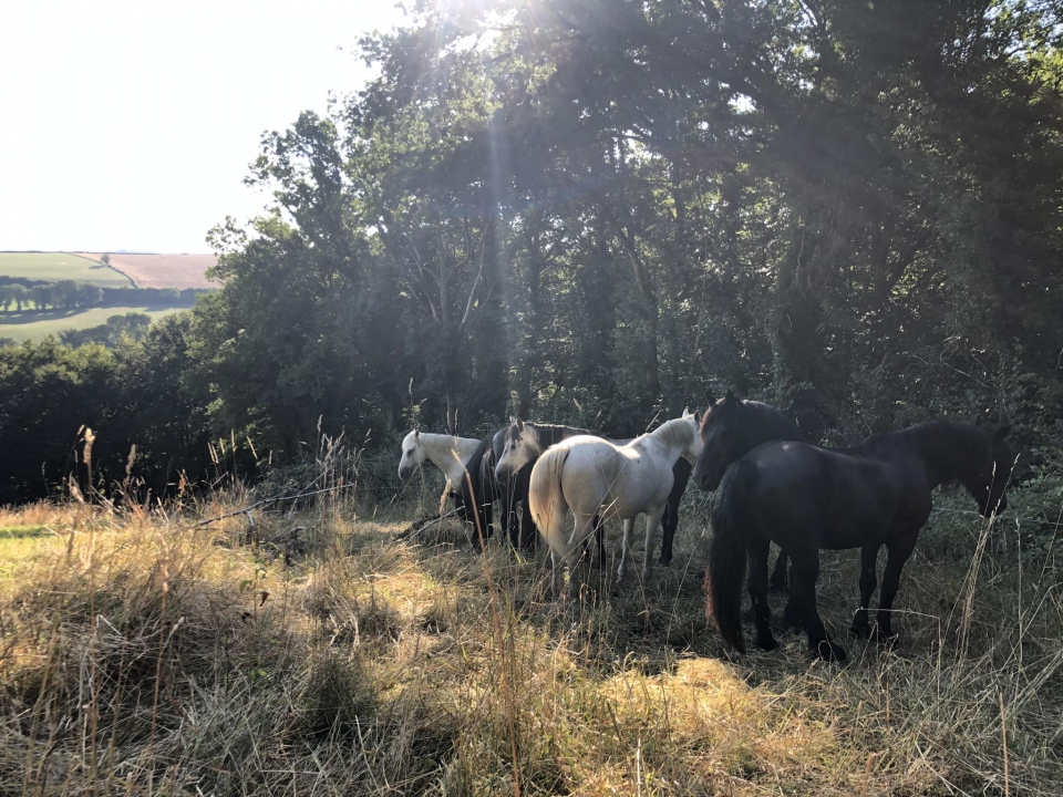 Nuestros caballos criados al aire libre en el bosque de Aveyron Nuestros caballos criados al aire libre en el bosque de Aveyron