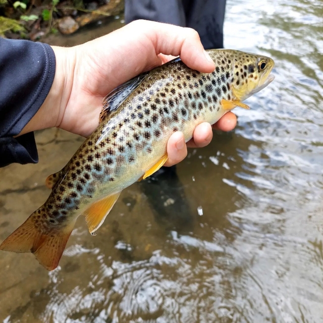 Curso de pesca que le permitirá realizar tus primeras capturas