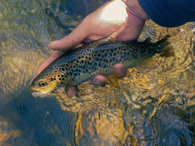 El Nive, el corazón de esle recorrido