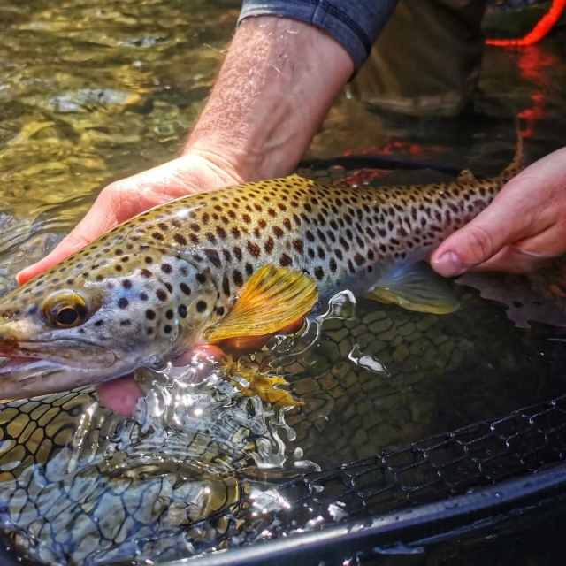 Hallazgo del día en el Nive