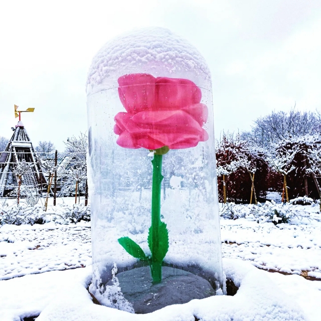 La rosa, uno de los símbolos del principito 