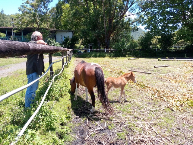 Estamos convencidos de que te encantarán nuestros caballos 