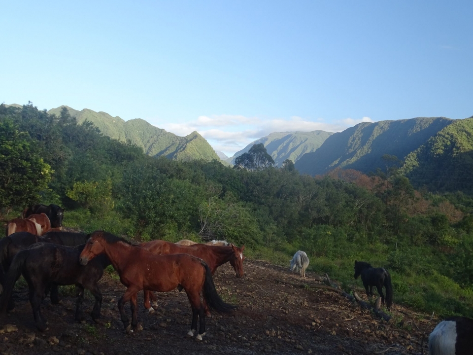  ¡Un entorno paradisíaco para un paseo inolvidable! 