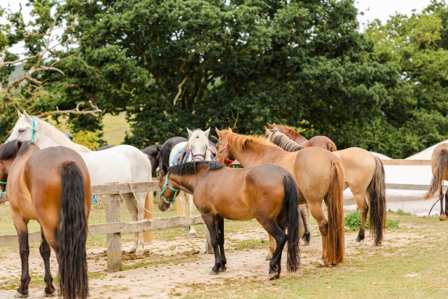  Nuestros caballos le esperan en nuestro centro ecuestre