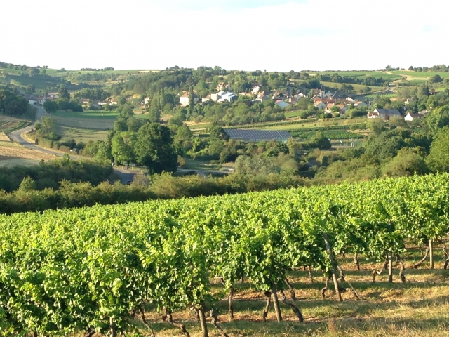  Los verdes viñedos de Beaune 
