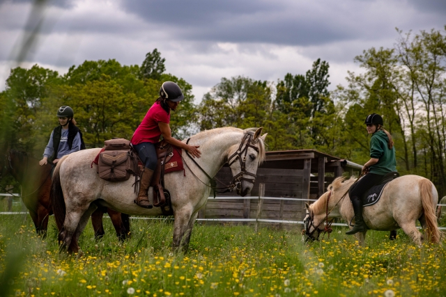  ¡Estale en contacto con nuestros caballos! 