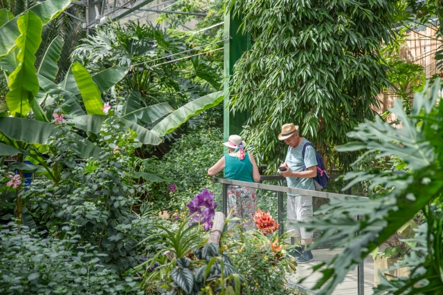  Ingresa al invernadero para descubrir plantas tropicales 