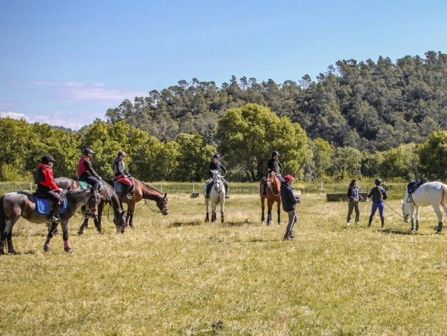 Pequeña pausa gastronómica para los caballos