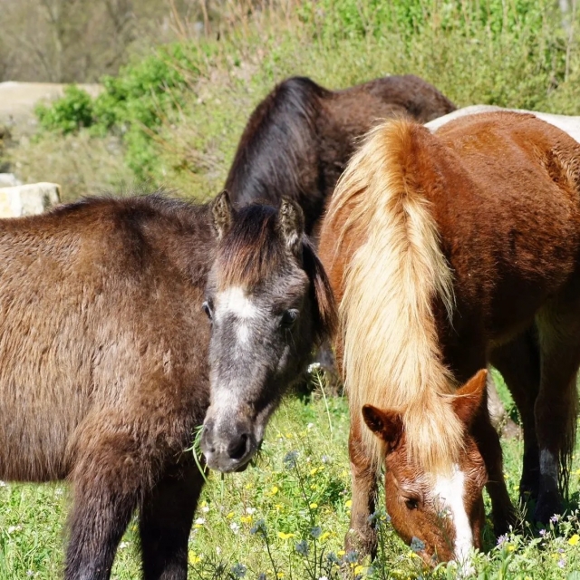 Los ponis que puede subir 