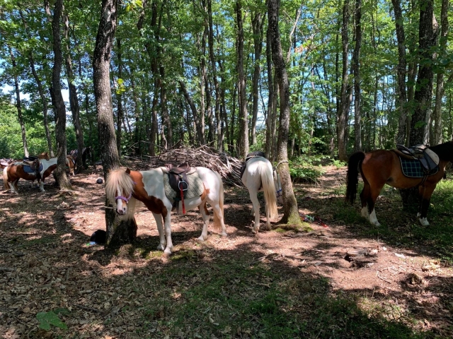 Los ponis le esperan en la sombra 