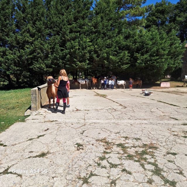  Prepara su pony para el sol 