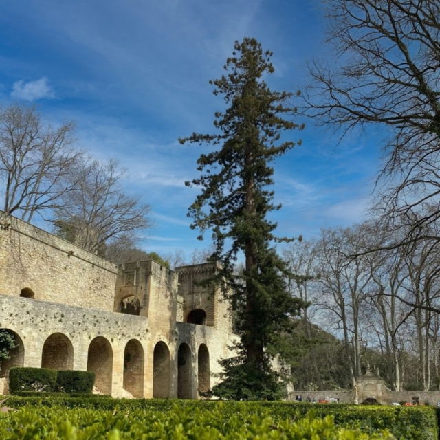  La secuoya centenaria del parque 