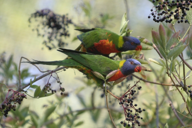  Descubre los magníficos colores de las aves