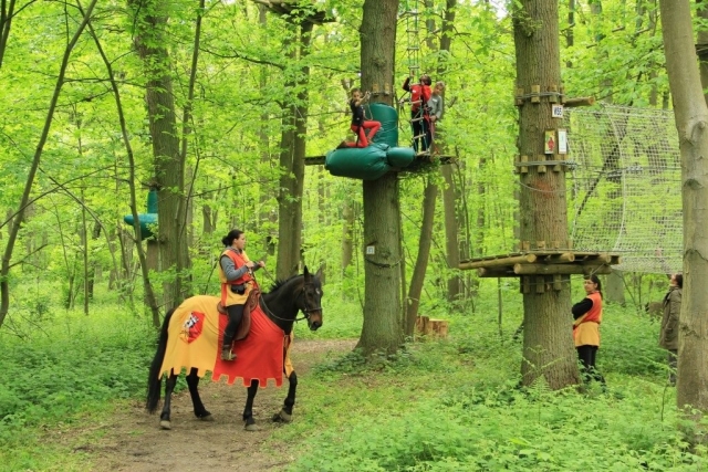  Descubre los caballos en el parque