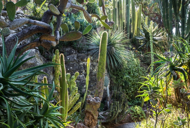  El jardín exótico en todo su esplendor 