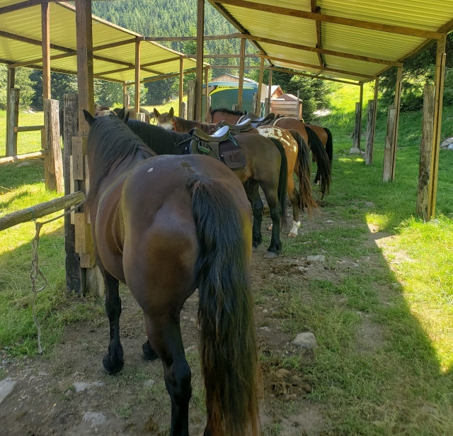 Tendrás el caballo que más le convenga 