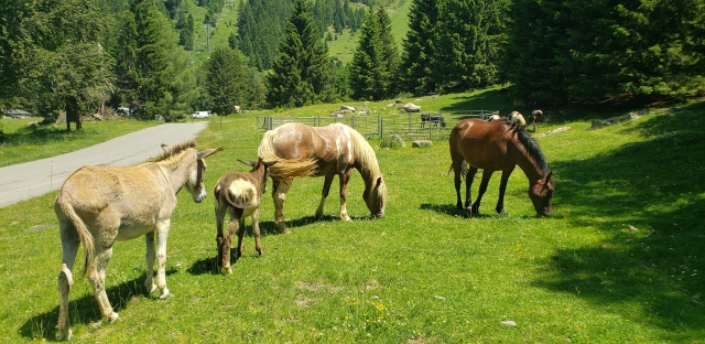  Se le asignará un caballo especialmenle 
