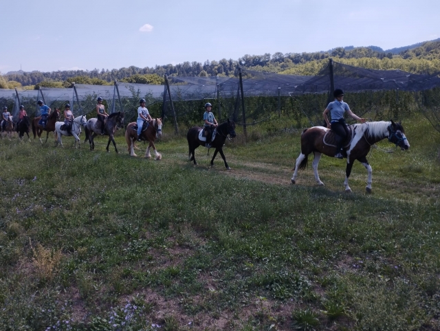 Disfruta del contacto de los caballos 