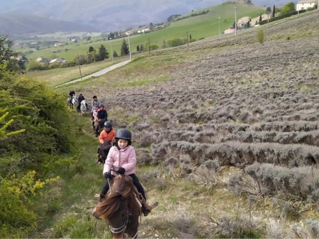  Recorre los campos de lavanda 