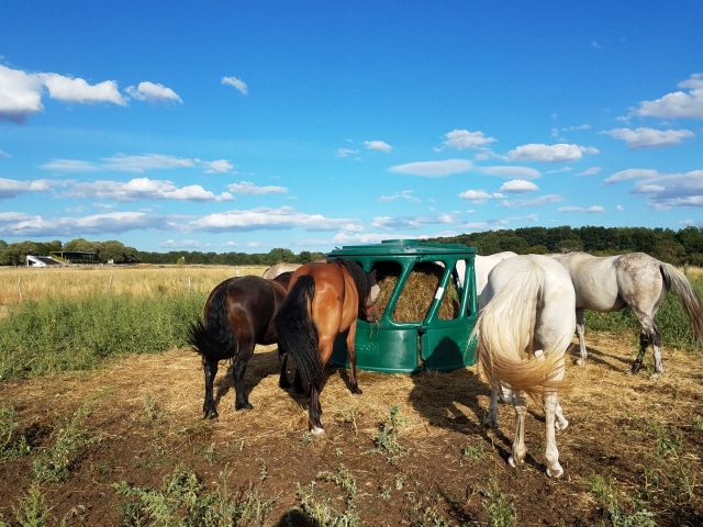 Disfruta de un paseo a caballo en el Cher