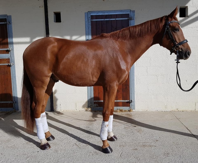  Caballo listo para montar